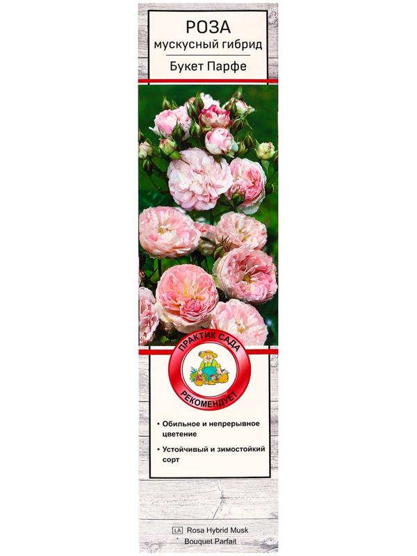 Саженец Роза мускусные гибриды 