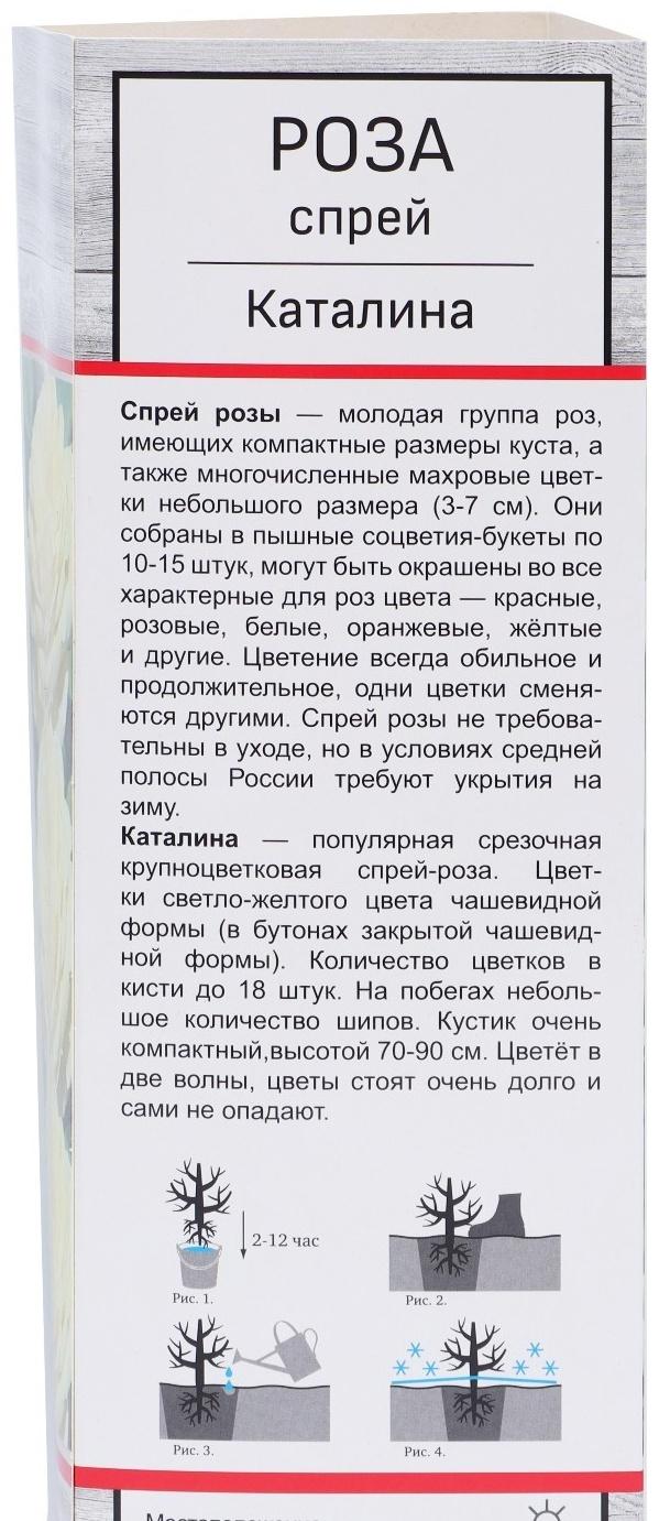 Саженец Роза спрей 