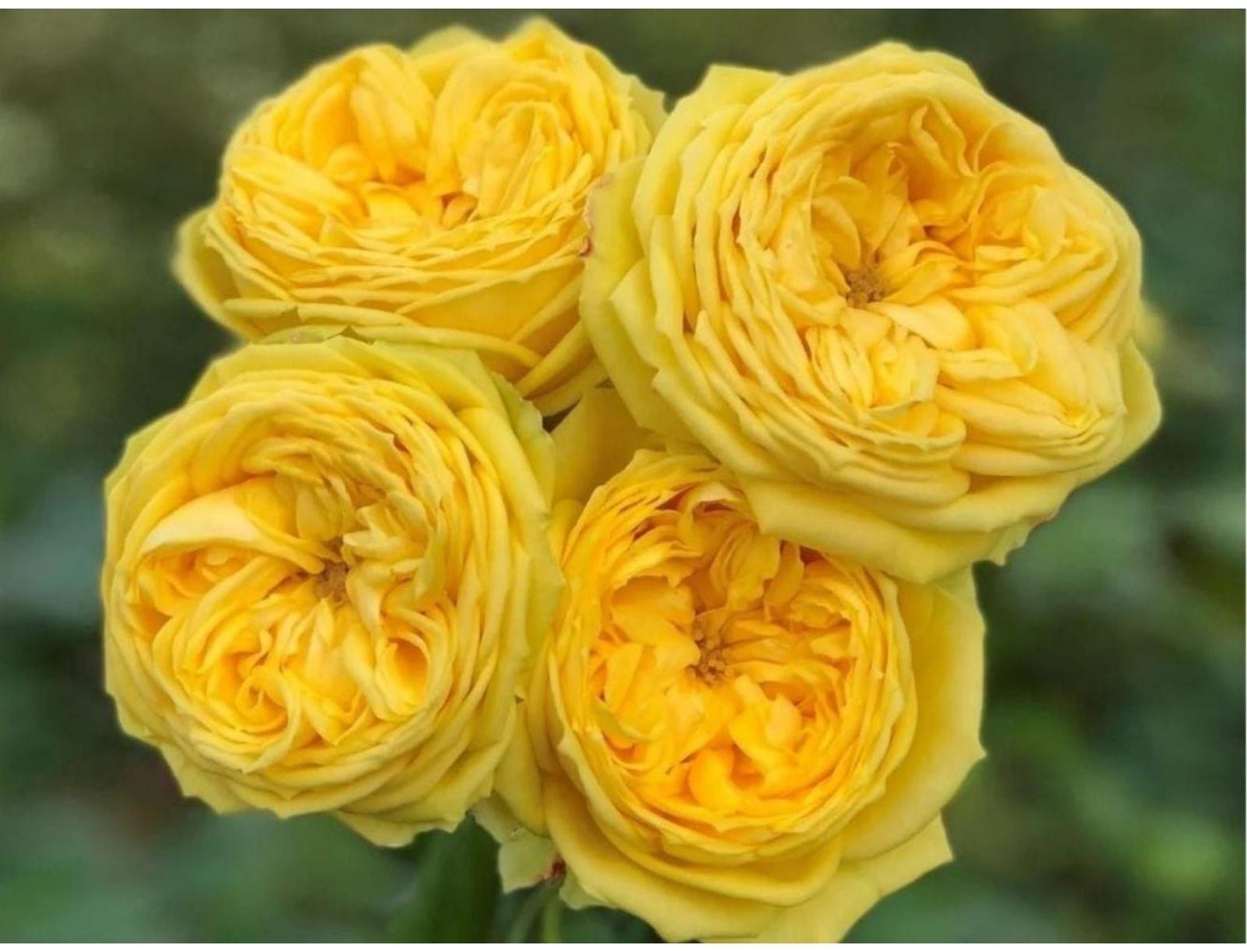 Саженец Роза спрей 