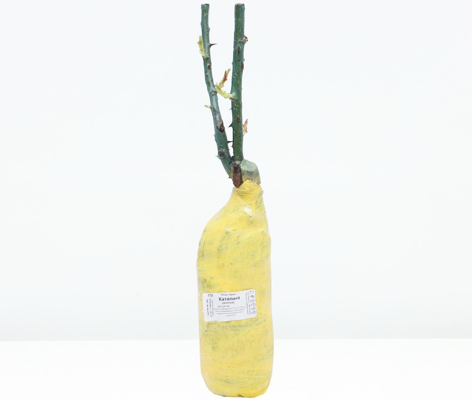 Саженец Роза спрей 