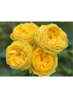 Саженец Роза спрей 