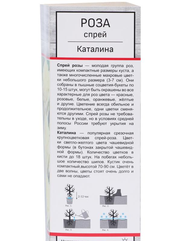 Саженец Роза спрей 