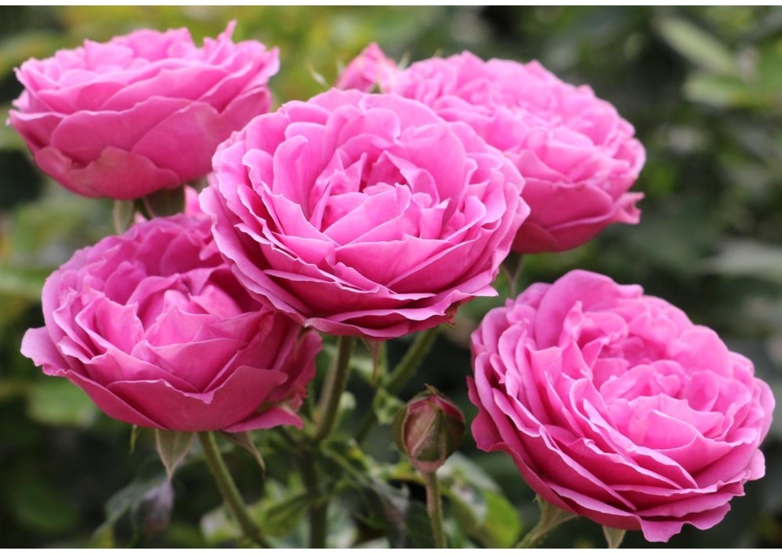 Саженец Роза спрей 