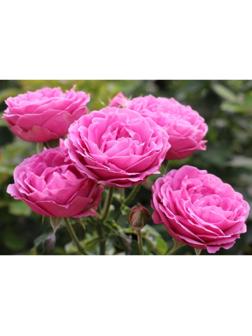 Саженец Роза спрей 