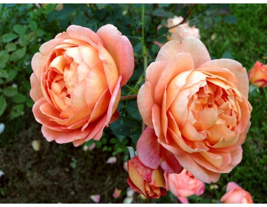 Саженец Роза английская парковая 