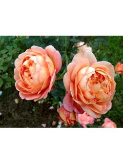 Саженец Роза английская парковая 