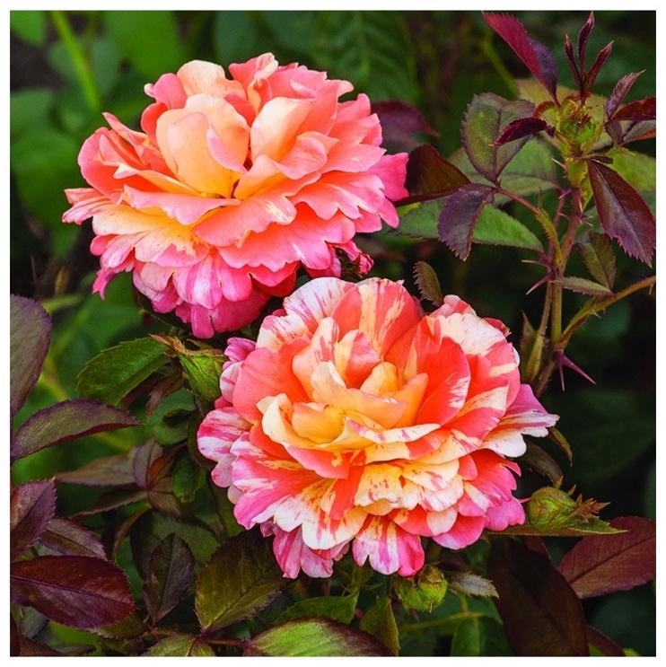 Саженец Роза флорибунда 