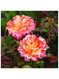 Саженец Роза флорибунда 