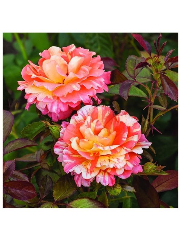 Саженец Роза флорибунда 