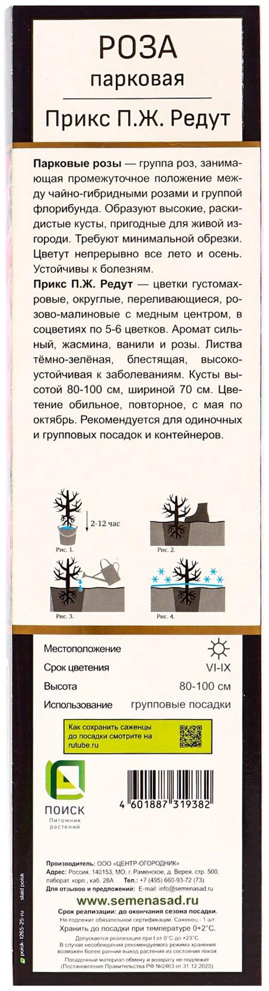 Саженец Роза Гийо парковая 