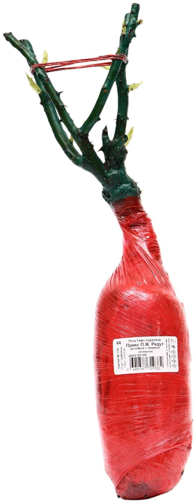 Саженец Роза Гийо парковая 