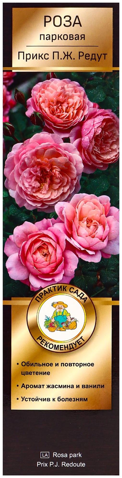 Саженец Роза Гийо парковая 