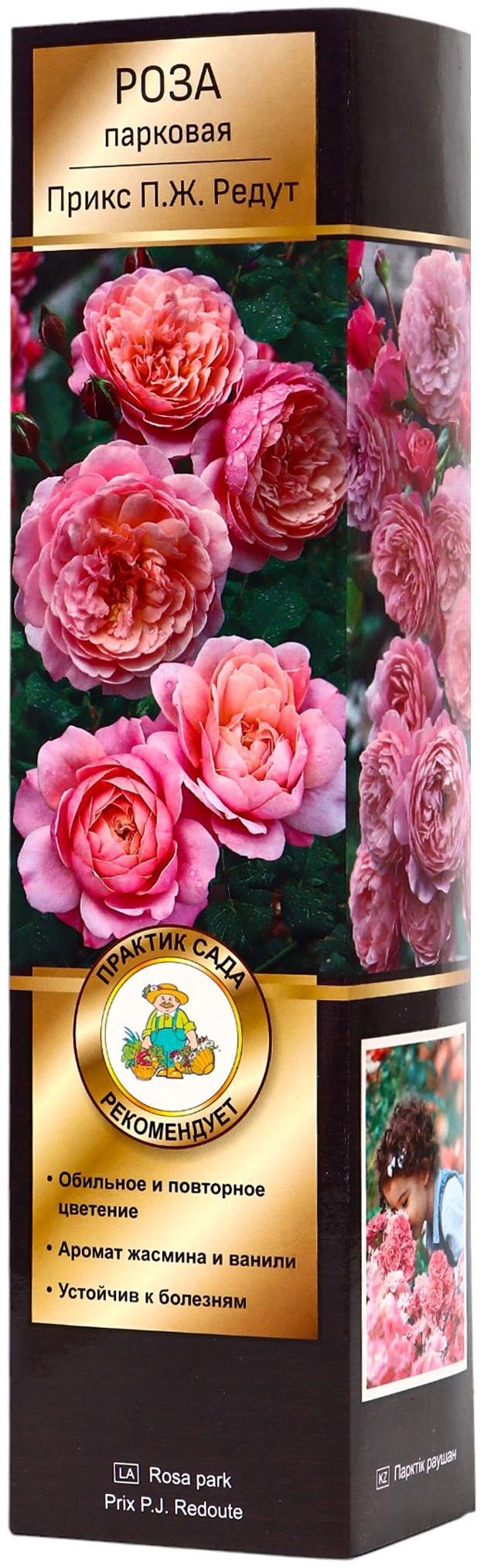 Саженец Роза Гийо парковая 