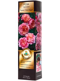 Саженец Роза Гийо парковая 