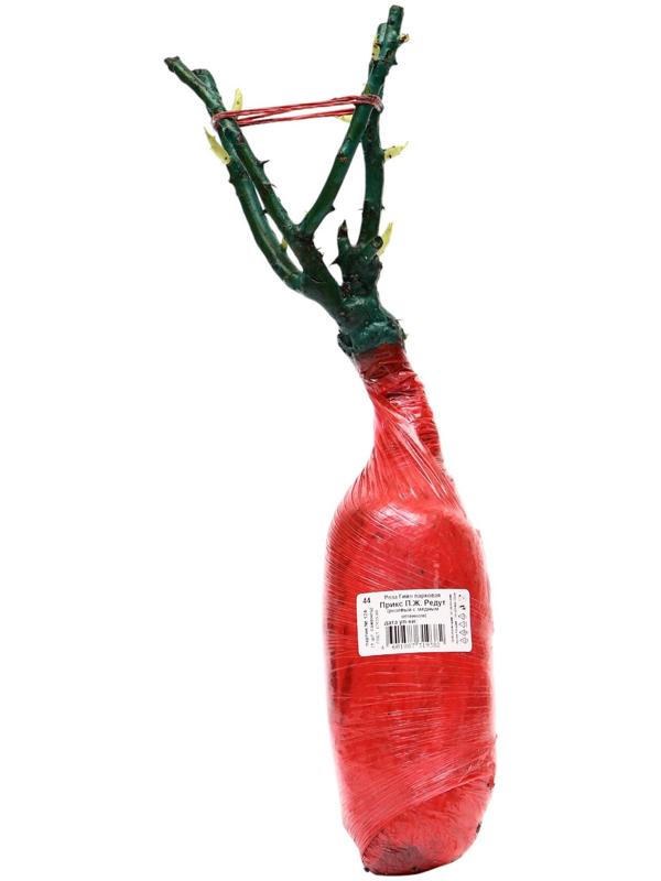 Саженец Роза Гийо парковая 