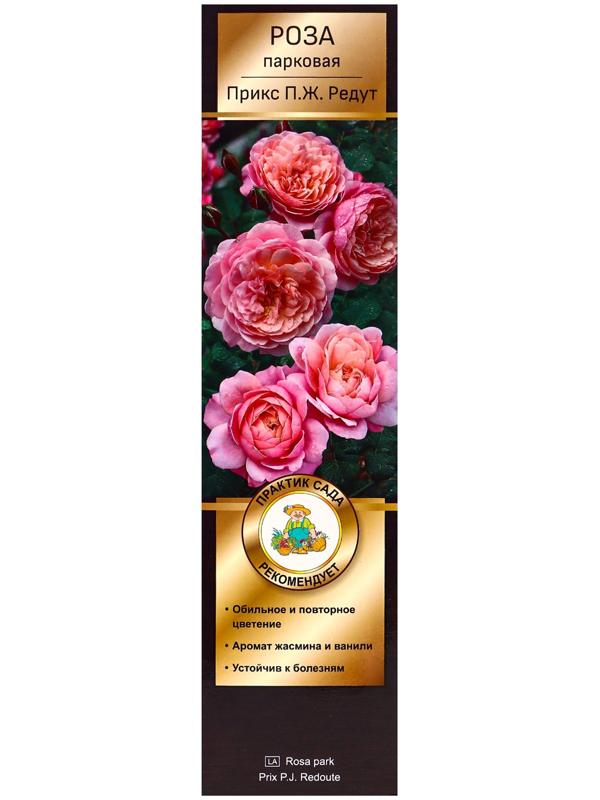 Саженец Роза Гийо парковая 