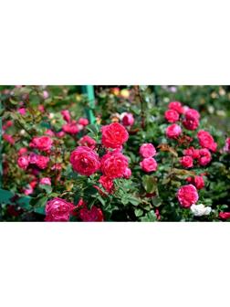 Саженец Роза канадская парковая 