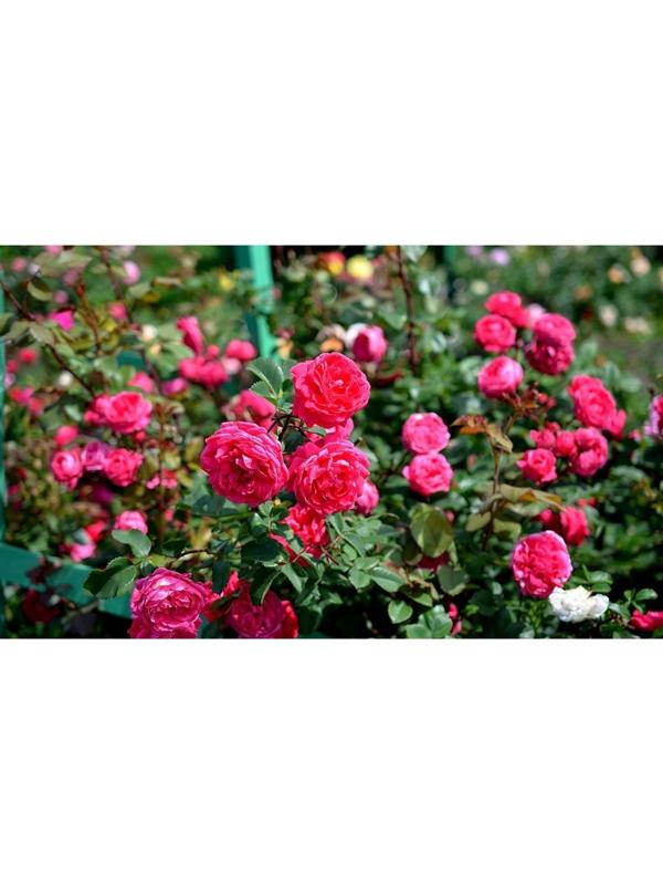 Саженец Роза канадская парковая 