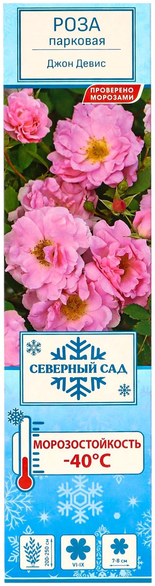 Саженец Роза канадская парковая 