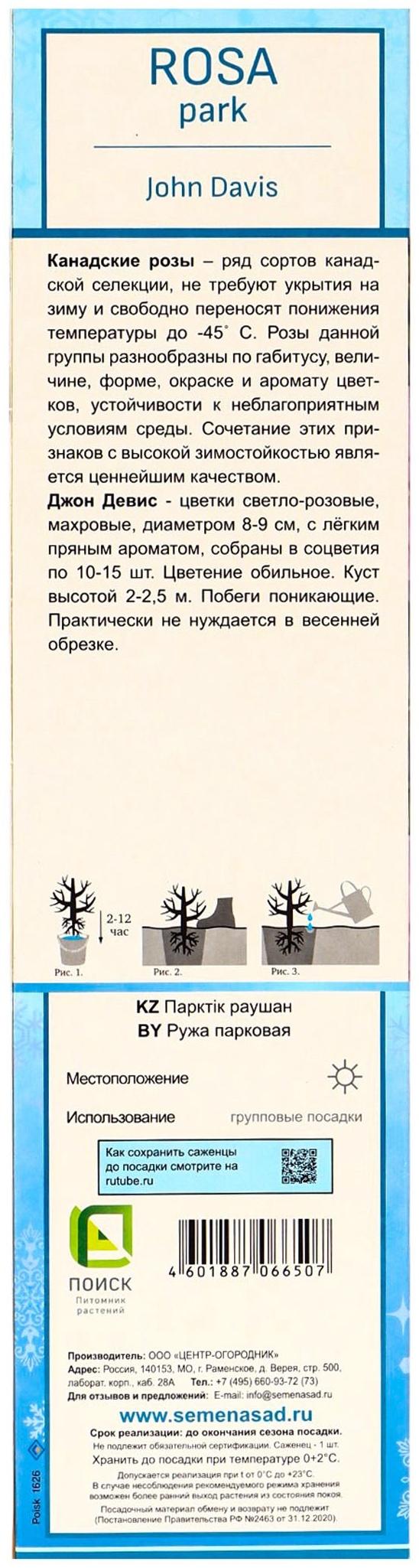 Саженец Роза канадская парковая 