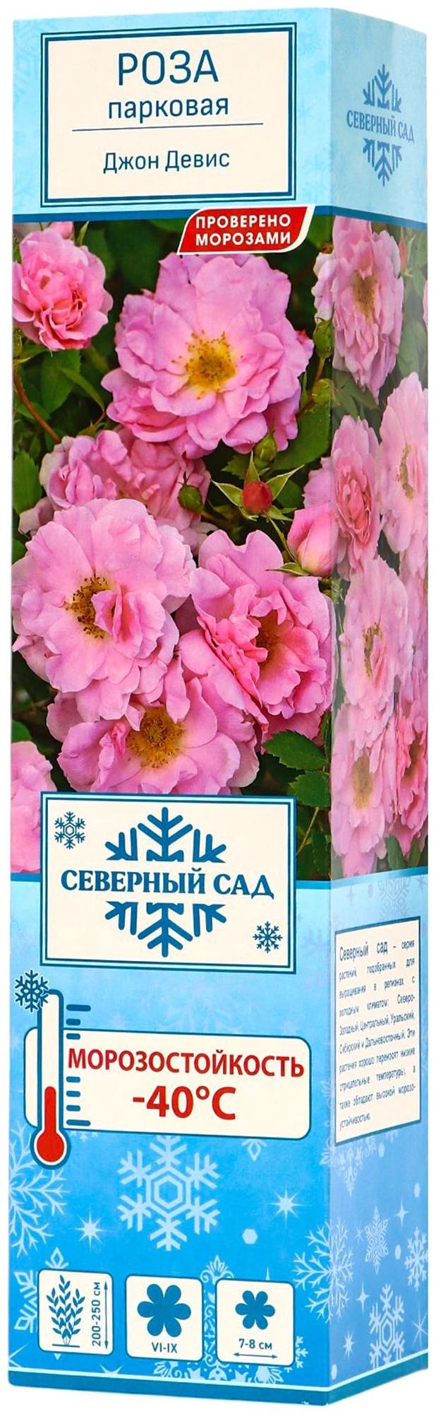 Саженец Роза канадская парковая 