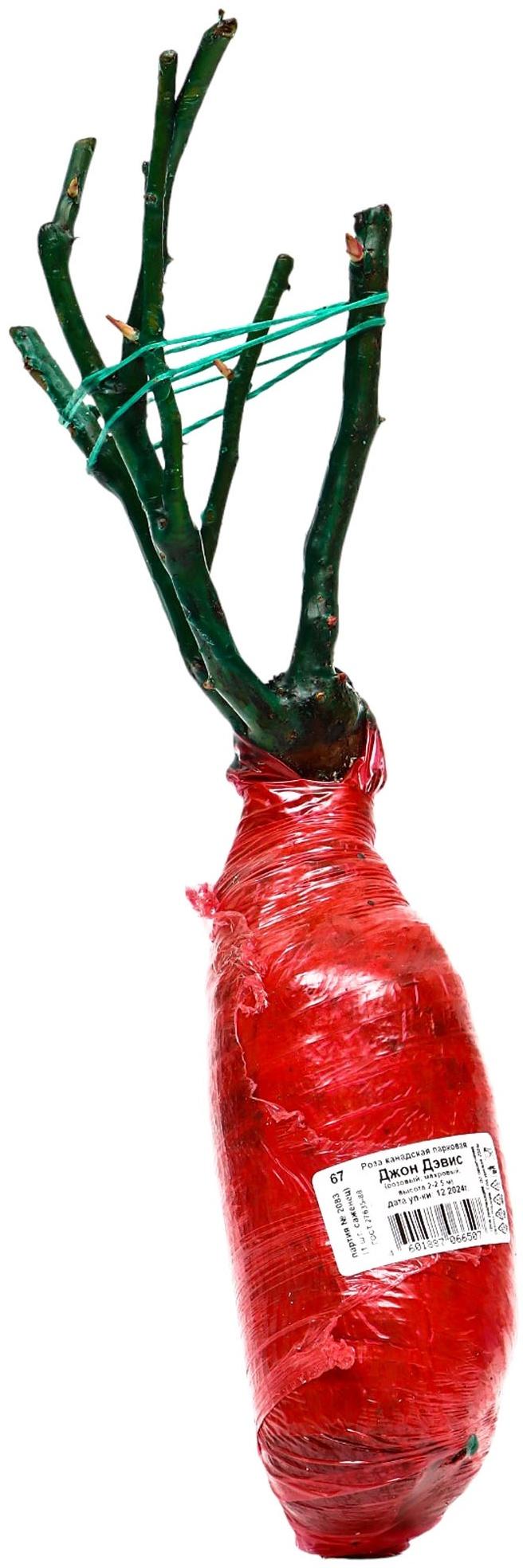 Саженец Роза канадская парковая 