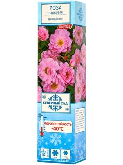 Саженец Роза канадская парковая 