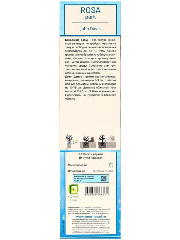 Саженец Роза канадская парковая 