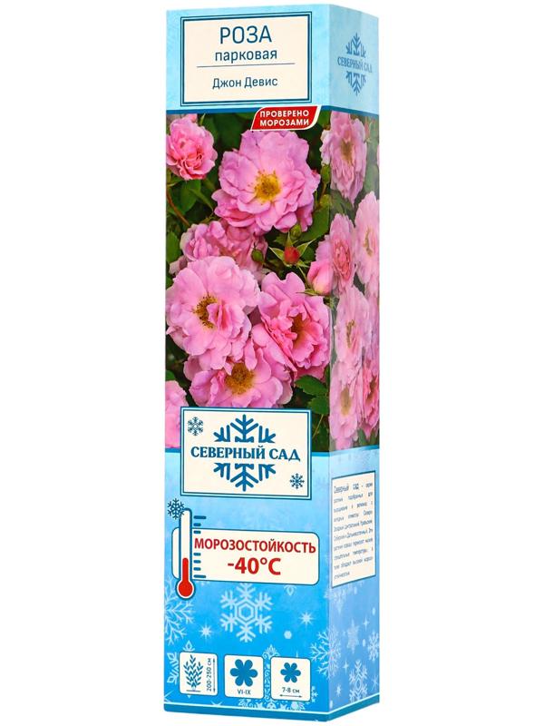 Саженец Роза канадская парковая 