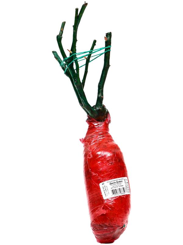 Саженец Роза канадская парковая 