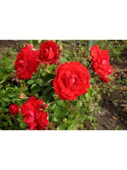 Саженец Роза канадская парковая 