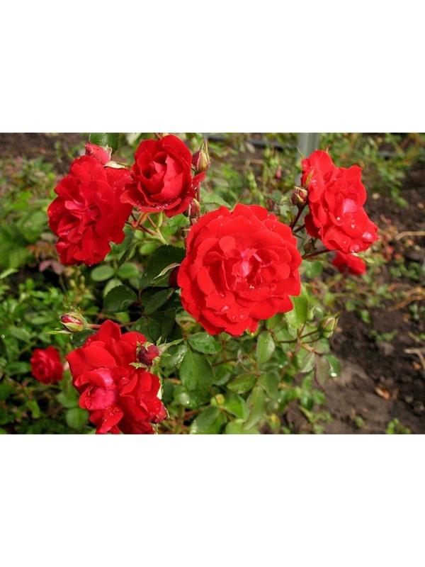 Саженец Роза канадская парковая 