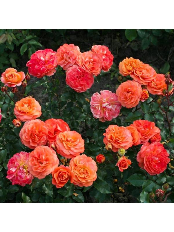 Саженец Роза Кордес флорибунда 