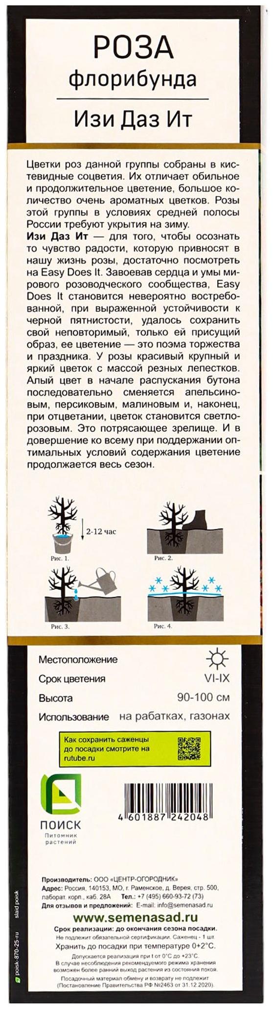 Саженец Роза Хакнесс флорибунда 