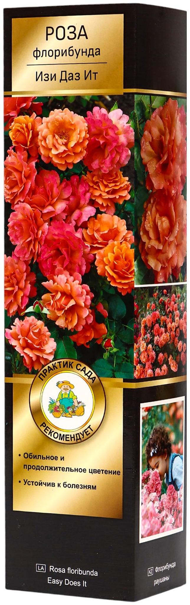 Саженец Роза Хакнесс флорибунда 