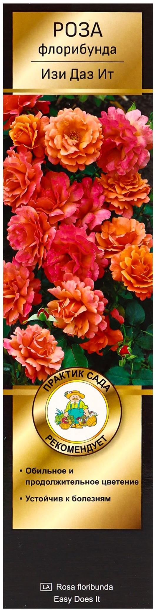 Саженец Роза Хакнесс флорибунда 