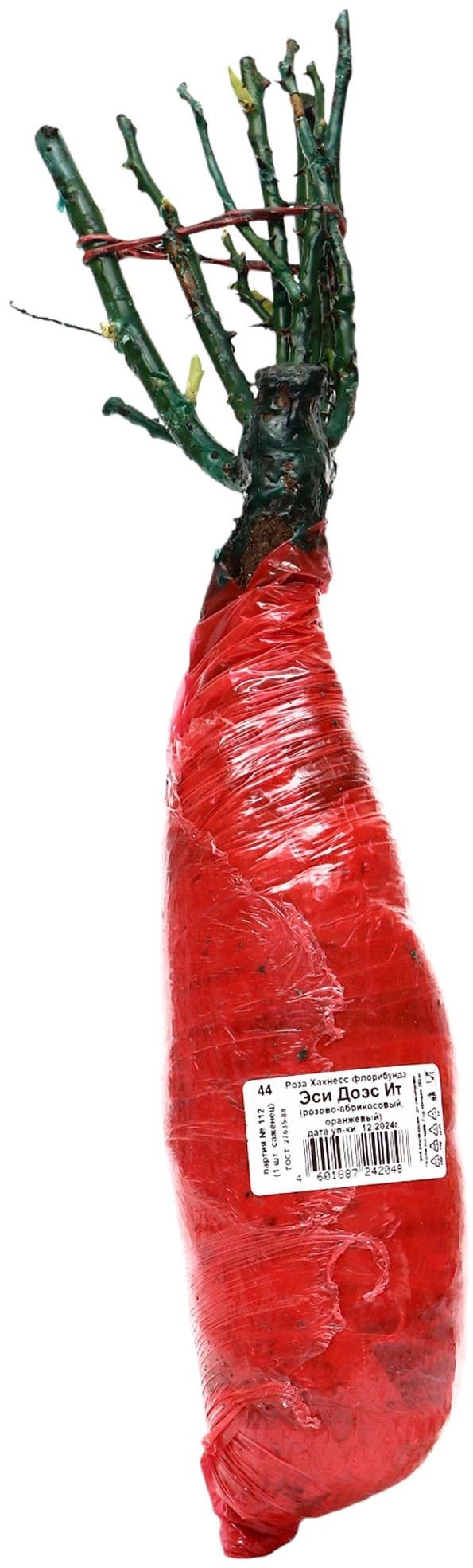 Саженец Роза Хакнесс флорибунда 