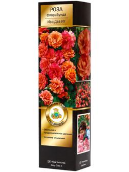 Саженец Роза Хакнесс флорибунда 