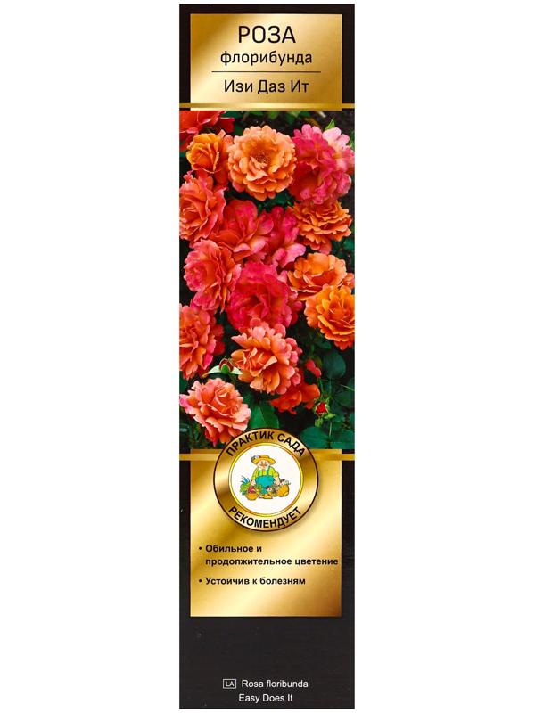 Саженец Роза Хакнесс флорибунда 