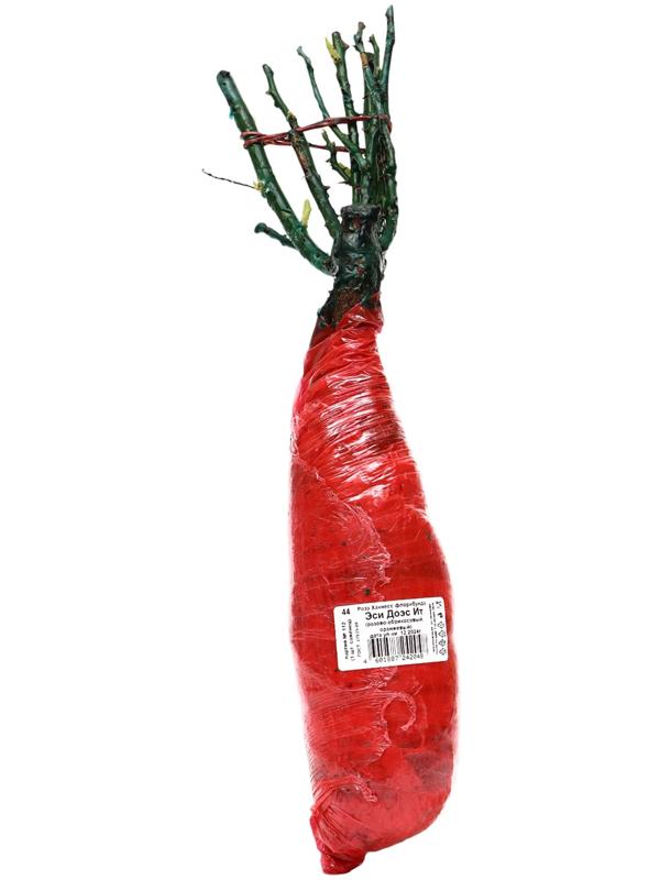 Саженец Роза Хакнесс флорибунда 