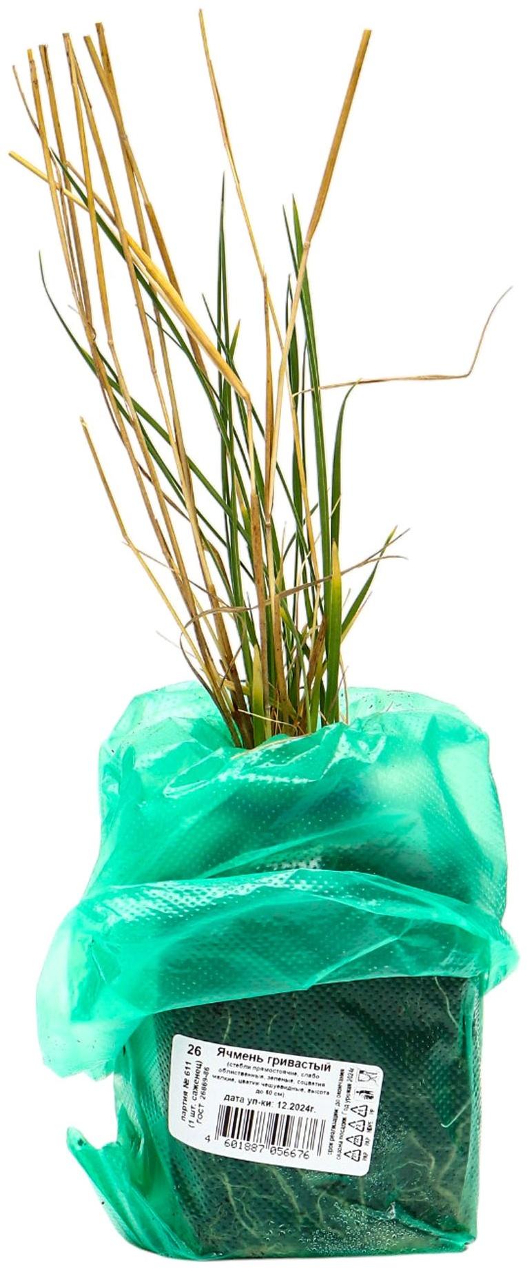 Ячмень гривастый, туба, 1 шт, Весна 2025