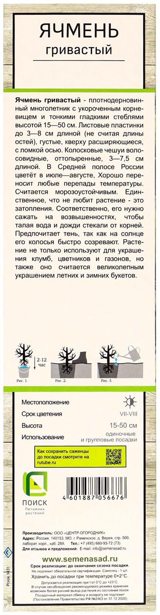 Ячмень гривастый, туба, 1 шт, Весна 2025