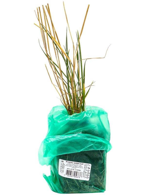 Ячмень гривастый, туба, 1 шт, Весна 2025