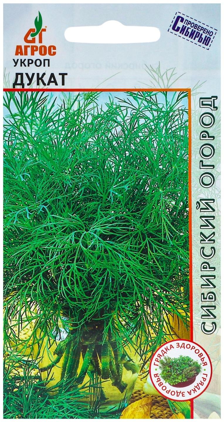 Семена Укроп