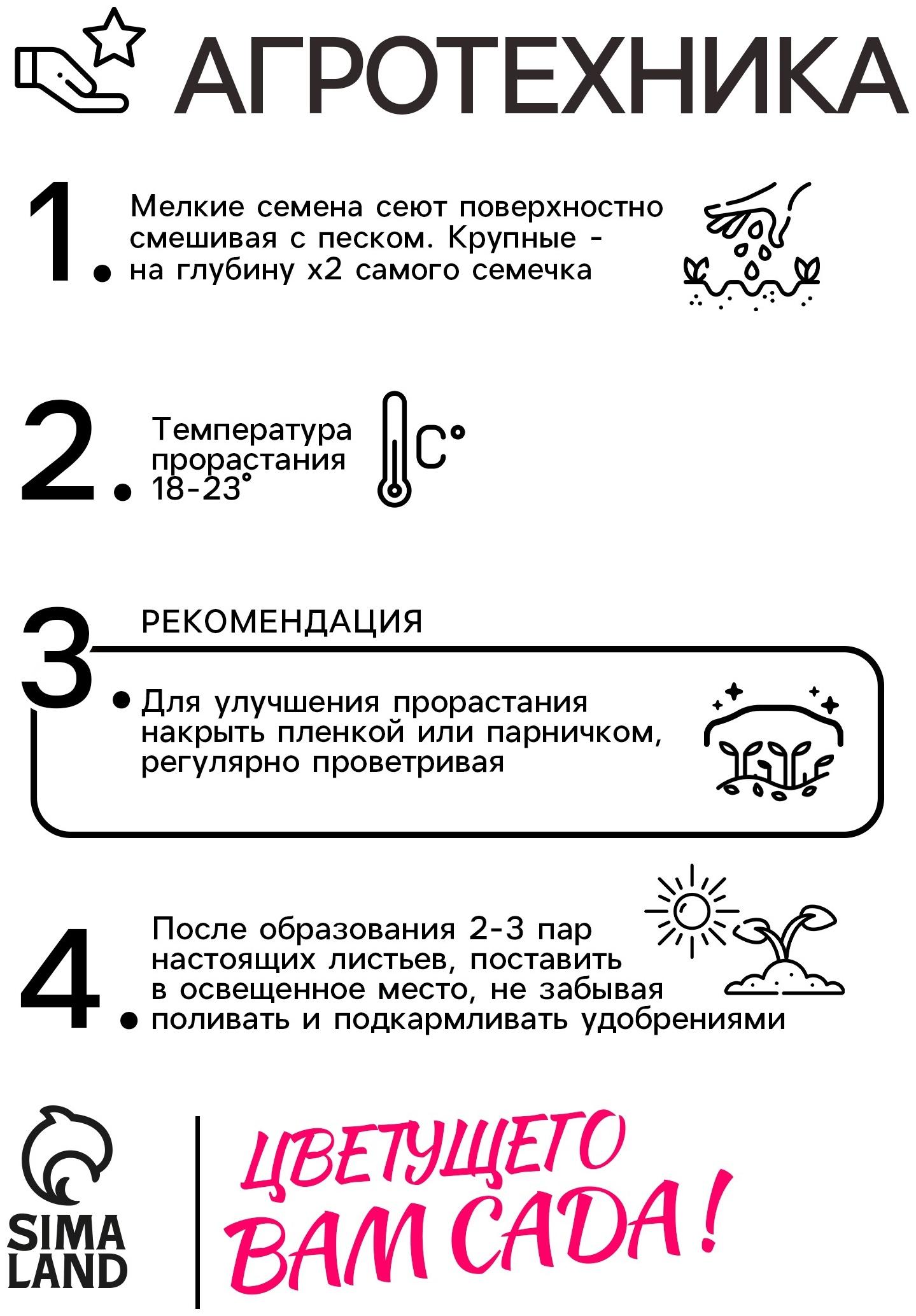 Семена цветов Алиссум «Снежный ковёр» 0.1 г