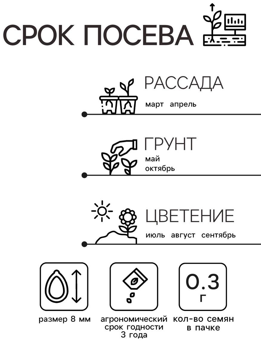 Семена Астра Ковёр Радуга 0.3г*