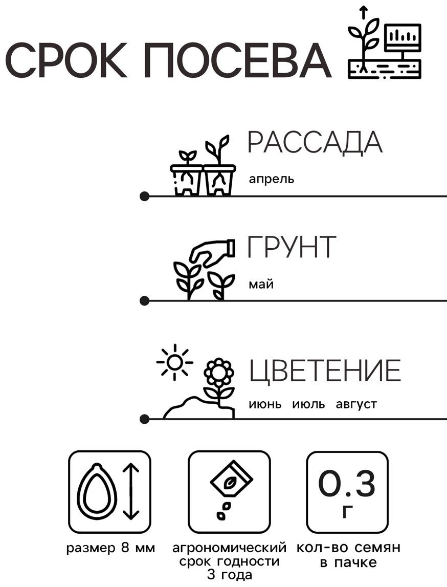 Семена Астра Принцесса Корина 0.3г*