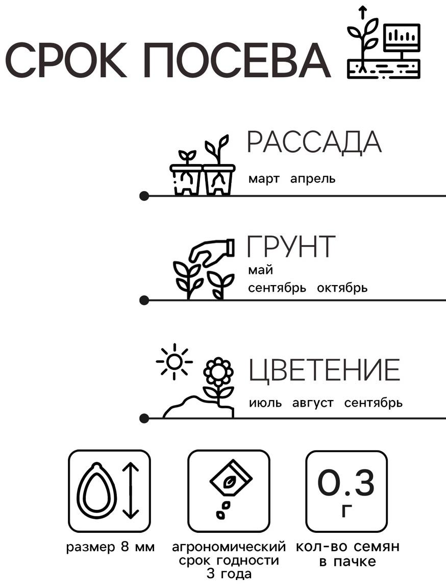 Семена Астра Принцесса Кристина 0.3г*