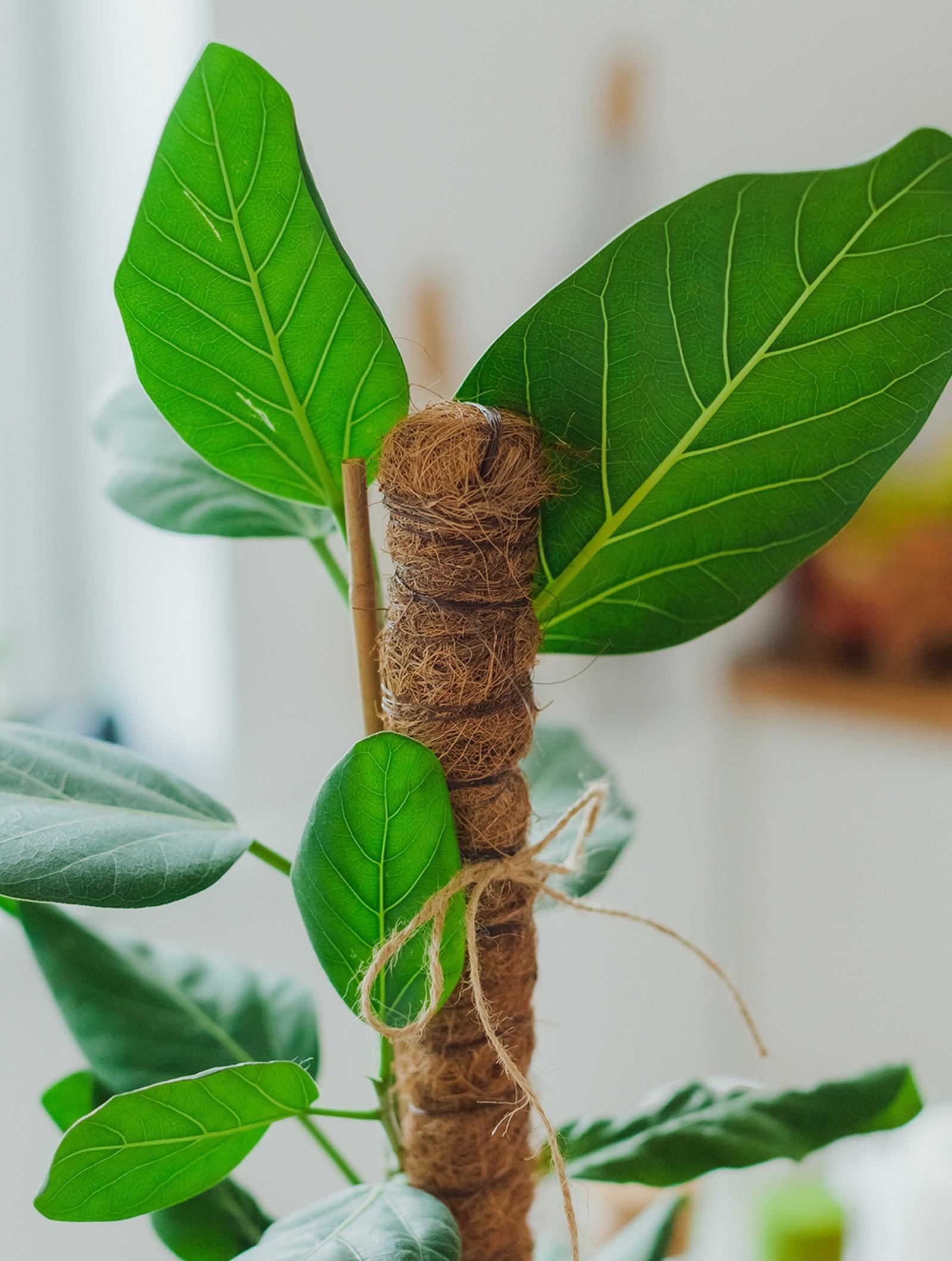 Опора для комнатных цветов, h=120 см, d=2.5 см, пластик, кокосовая оплётка, Greengo