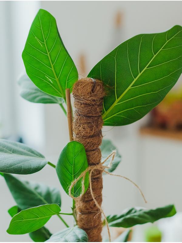 Опора для комнатных цветов, h=120 см, d=2.5 см, пластик, кокосовая оплётка, Greengo